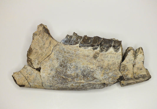 Woolly Rhinoceros Jaw (Coelodonta)