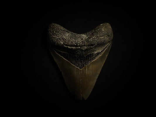 3.71" Megalodon Tooth