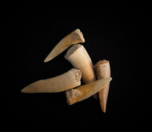 Enchodus Tooth