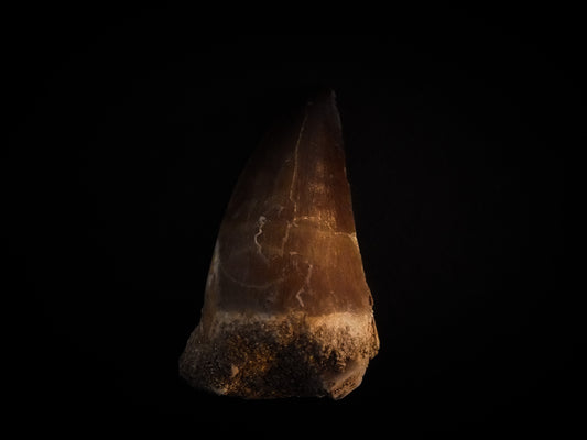 2.0" Mosasaur Tooth