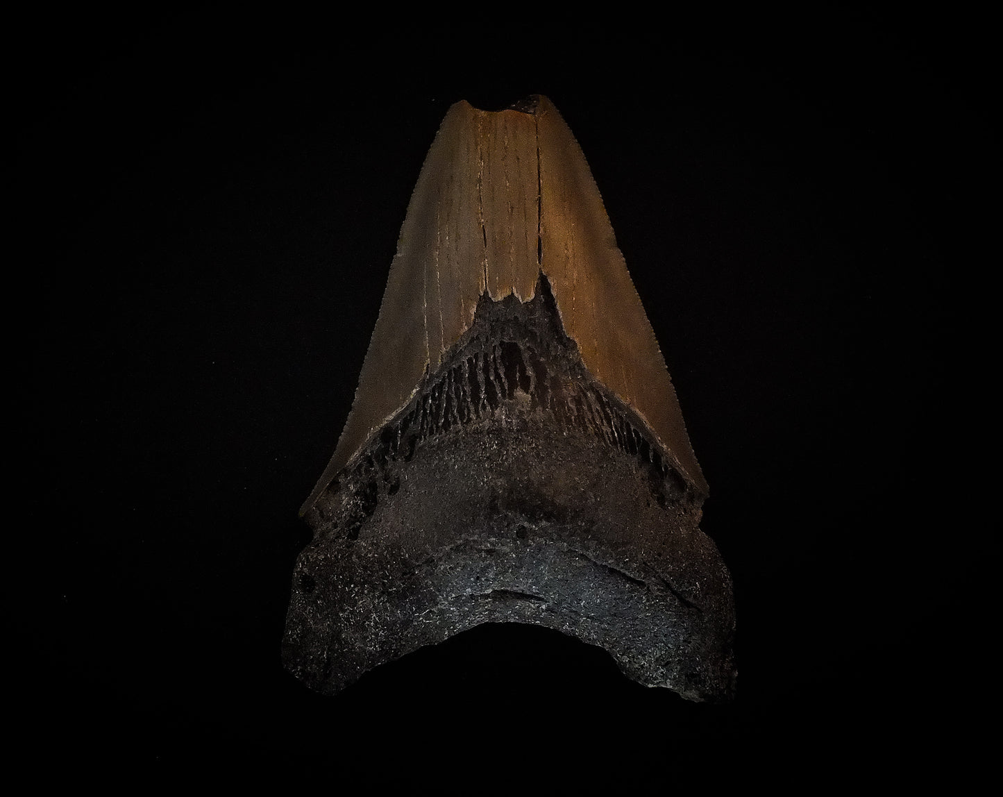 3.81" Megalodon Tooth