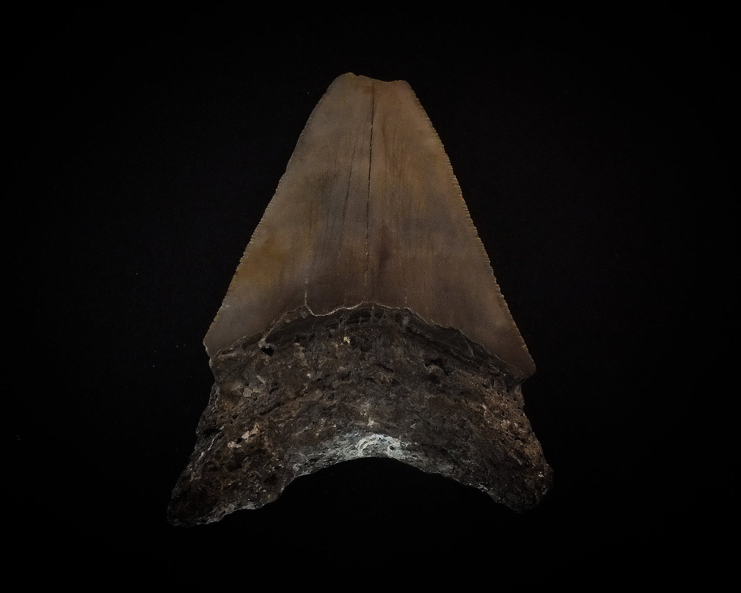 3.81" Megalodon Tooth