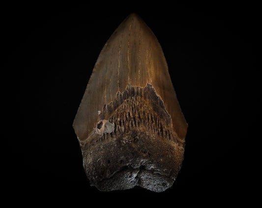 4.3" Megalodon Tooth