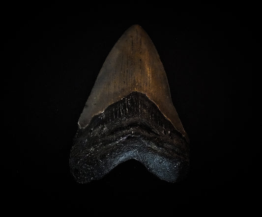 3.77" Megalodon Tooth