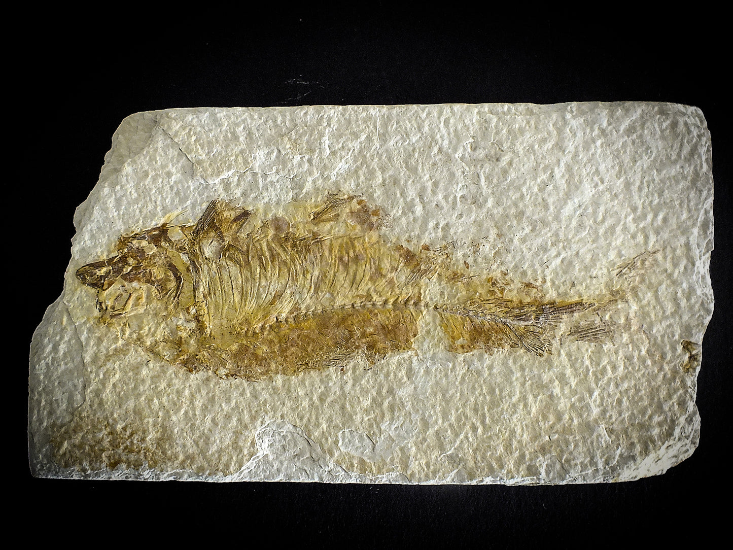 5.5" Detailed Knightia Fish Fossil