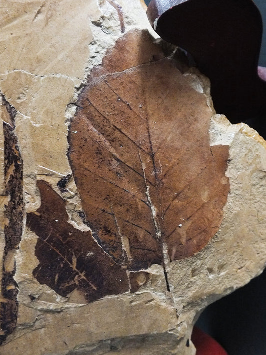 2.5" Birch Leaf Fossil