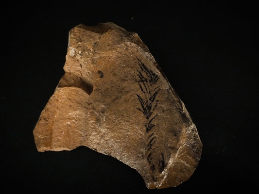 2.5" Metasequoia Fossil