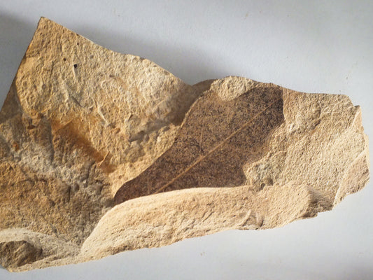 2.0" Fossil Leaf