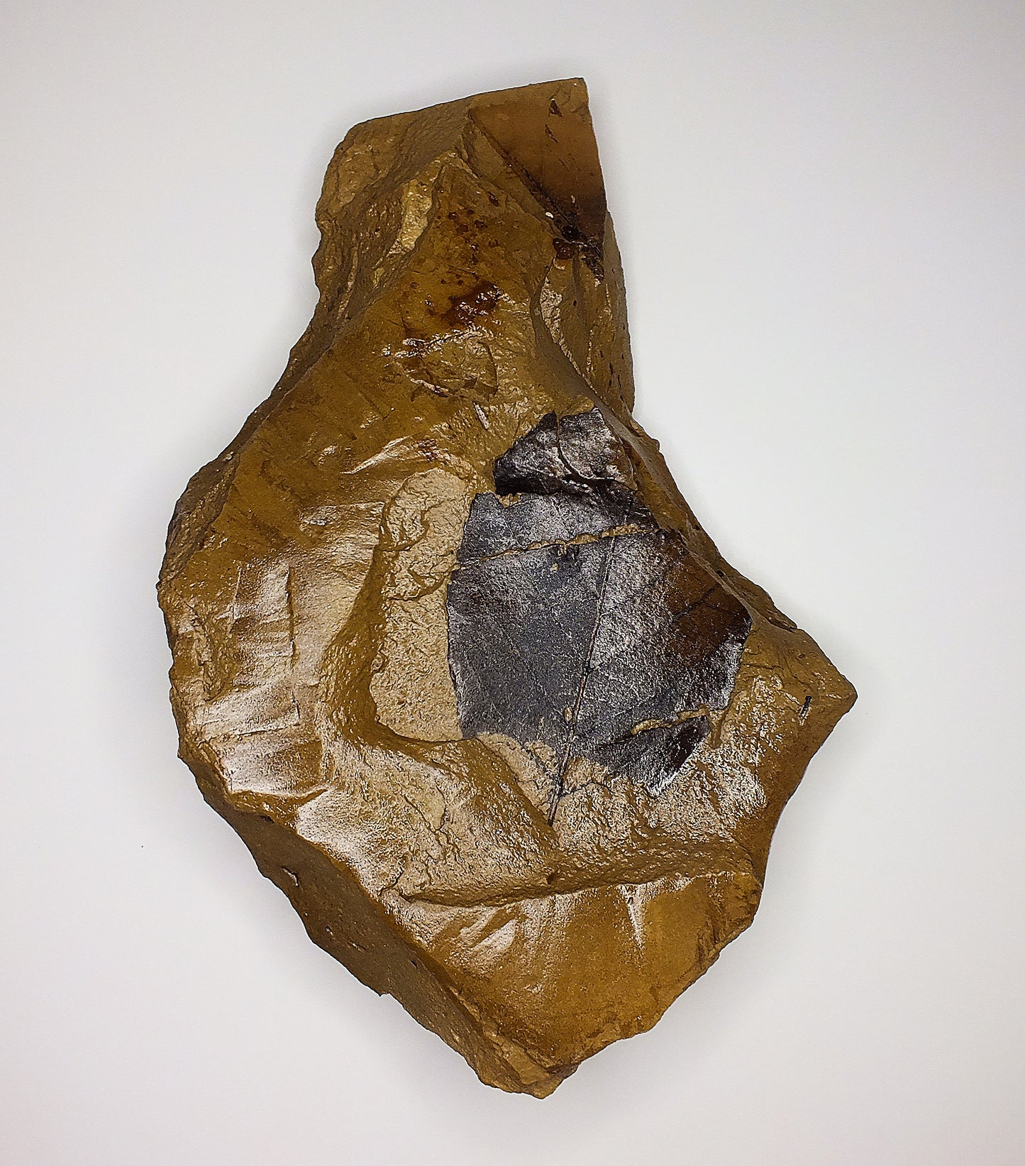 2.0" Langeria Leaf Fossil