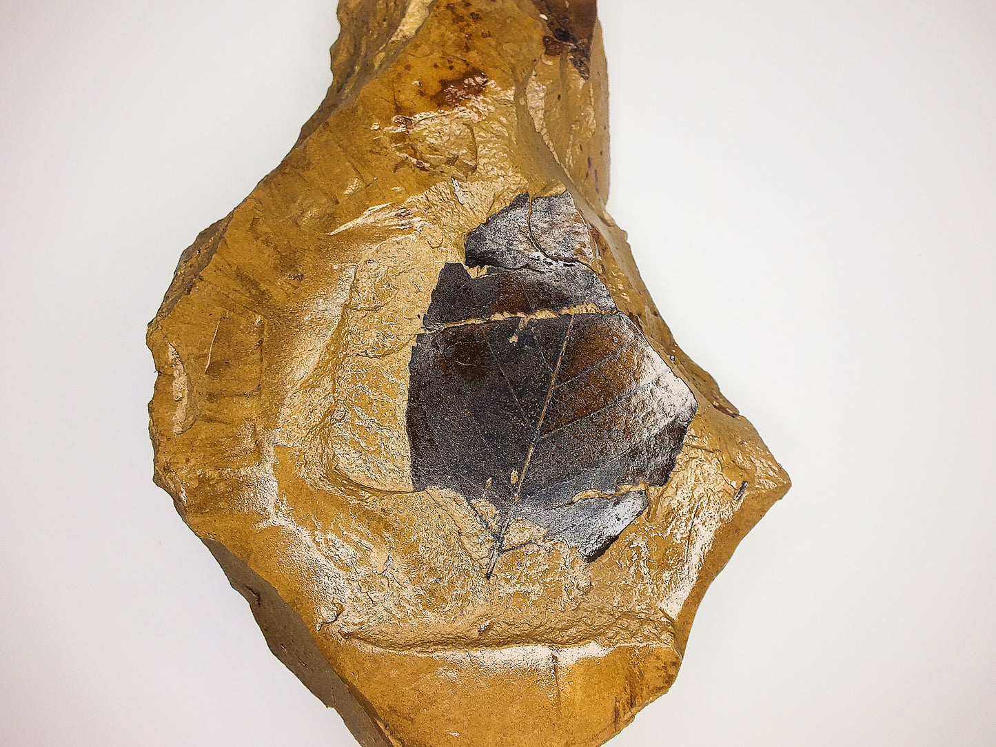 2.0" Langeria Leaf Fossil