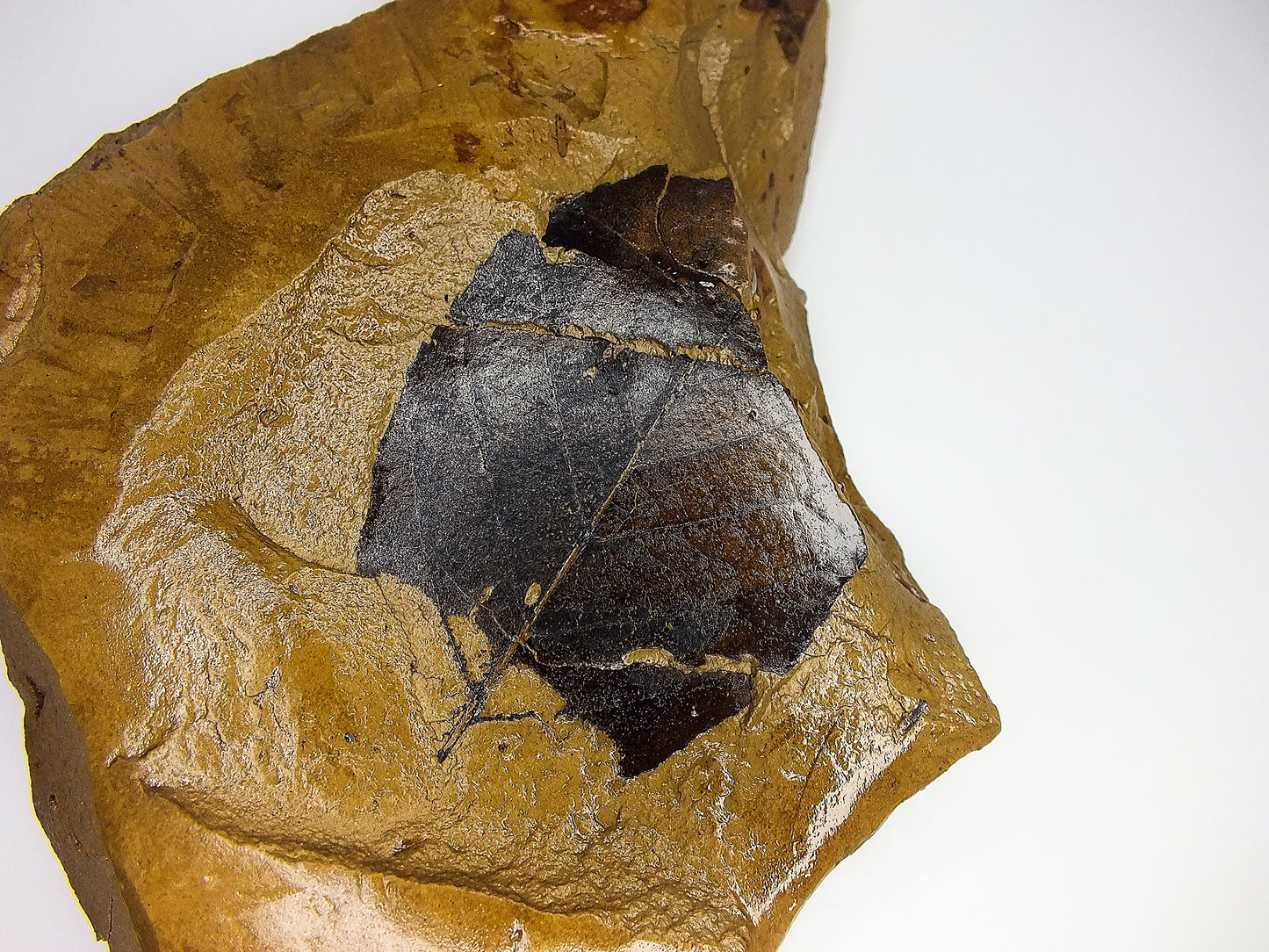 2.0" Langeria Leaf Fossil