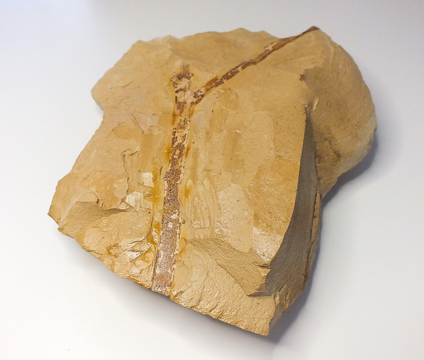 6.0" Branch Fossil