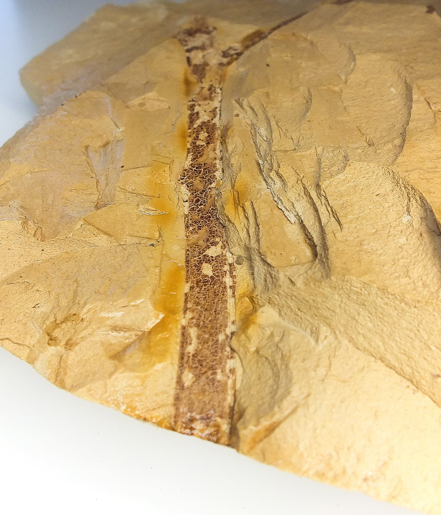 6.0" Branch Fossil