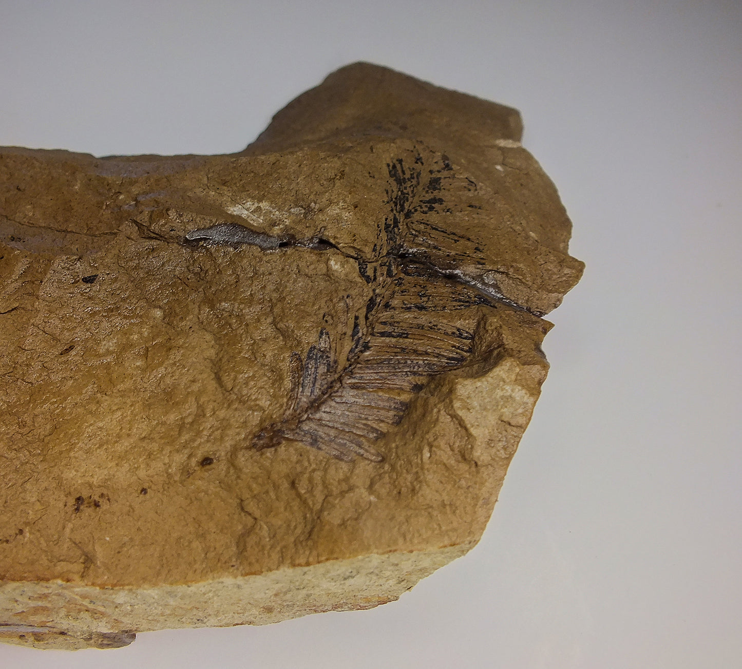 2.0" Metasequoia Fossil (repaired)