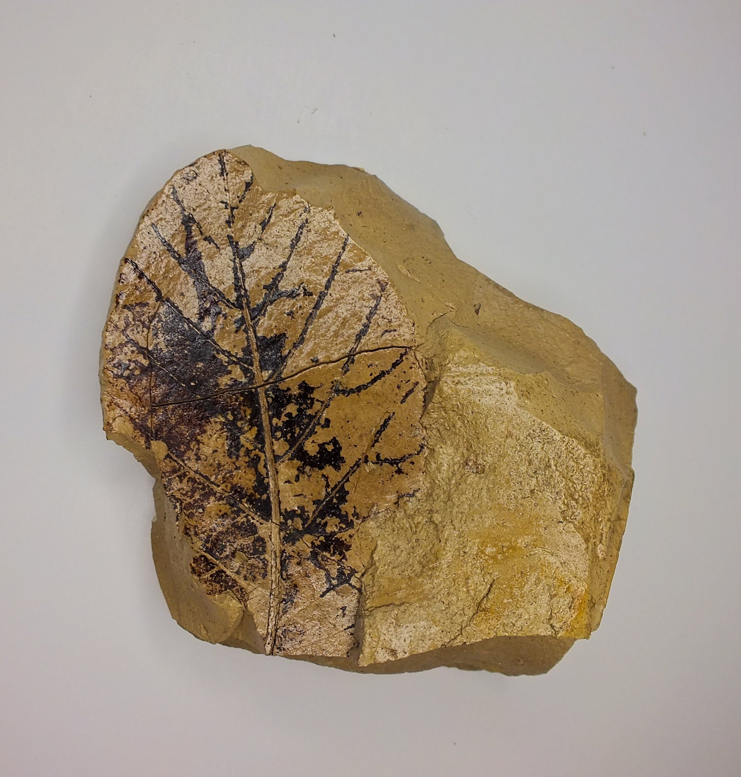 2.5" Leaf Fossil