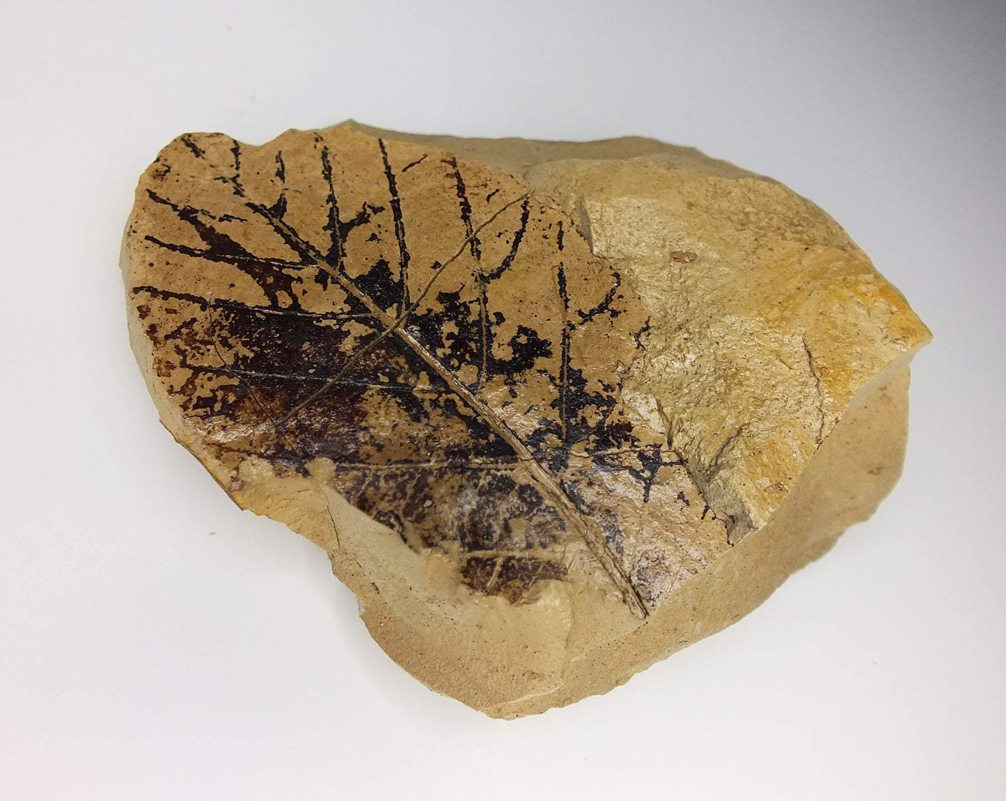 2.5" Leaf Fossil