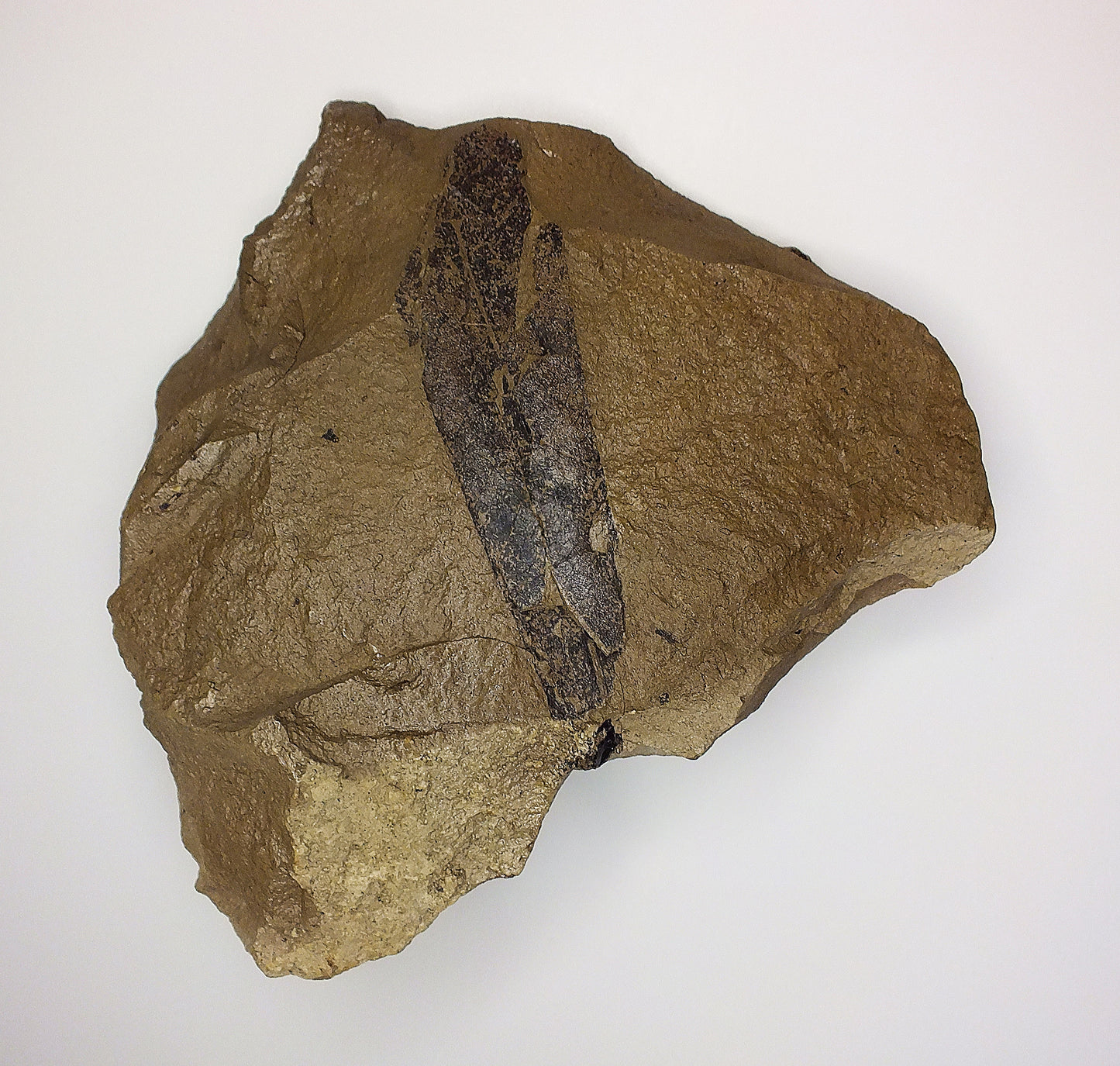 3.0" Beech Leaf Fossil