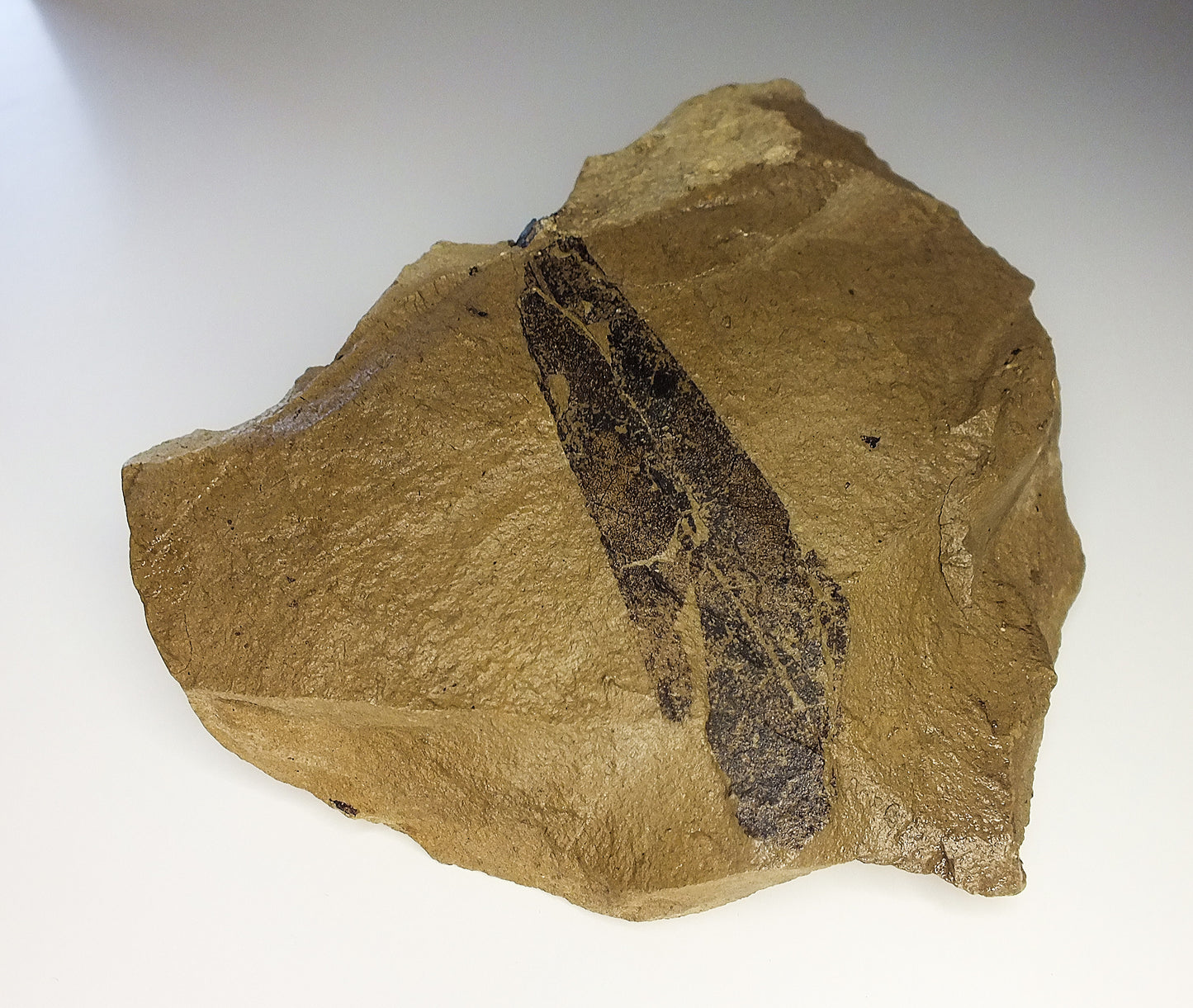 3.0" Beech Leaf Fossil