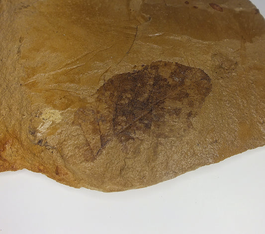 2.0" Birch Leaf Fossil