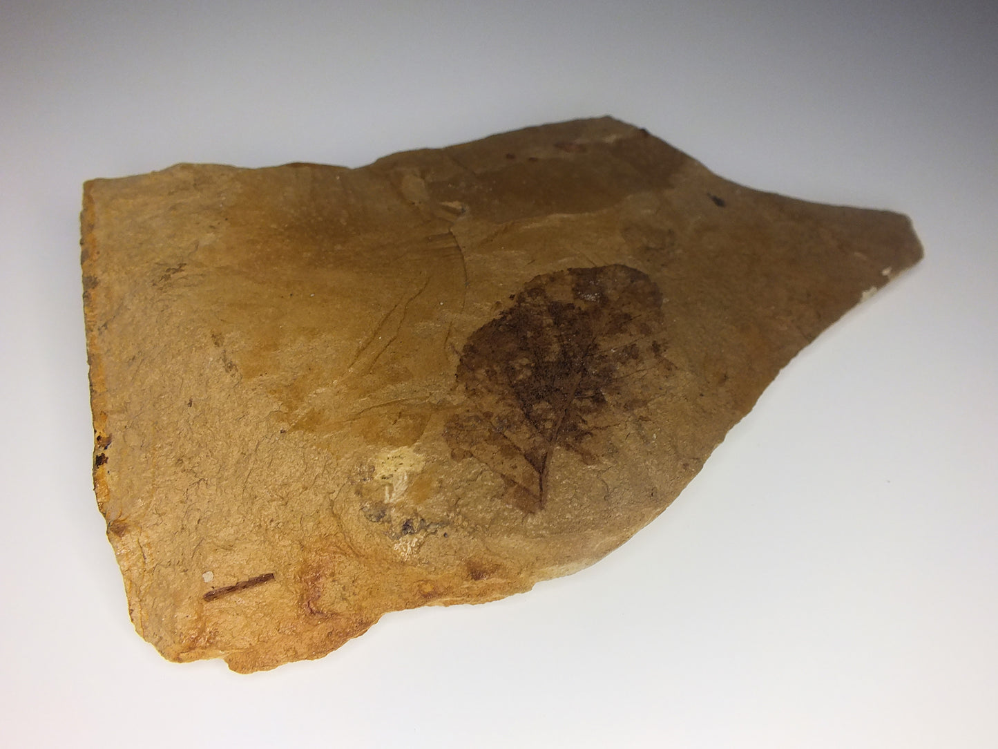 2.0" Birch Leaf Fossil