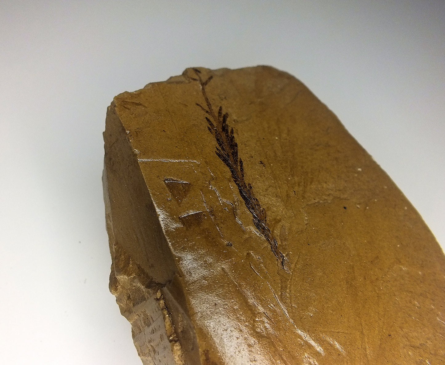 2.0" Metasequoia Fossil