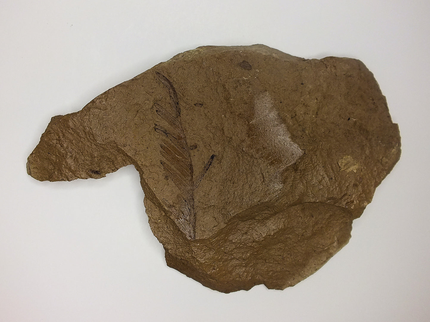 1.75" Metasequoia Fossil