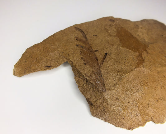 1.75" Metasequoia Fossil