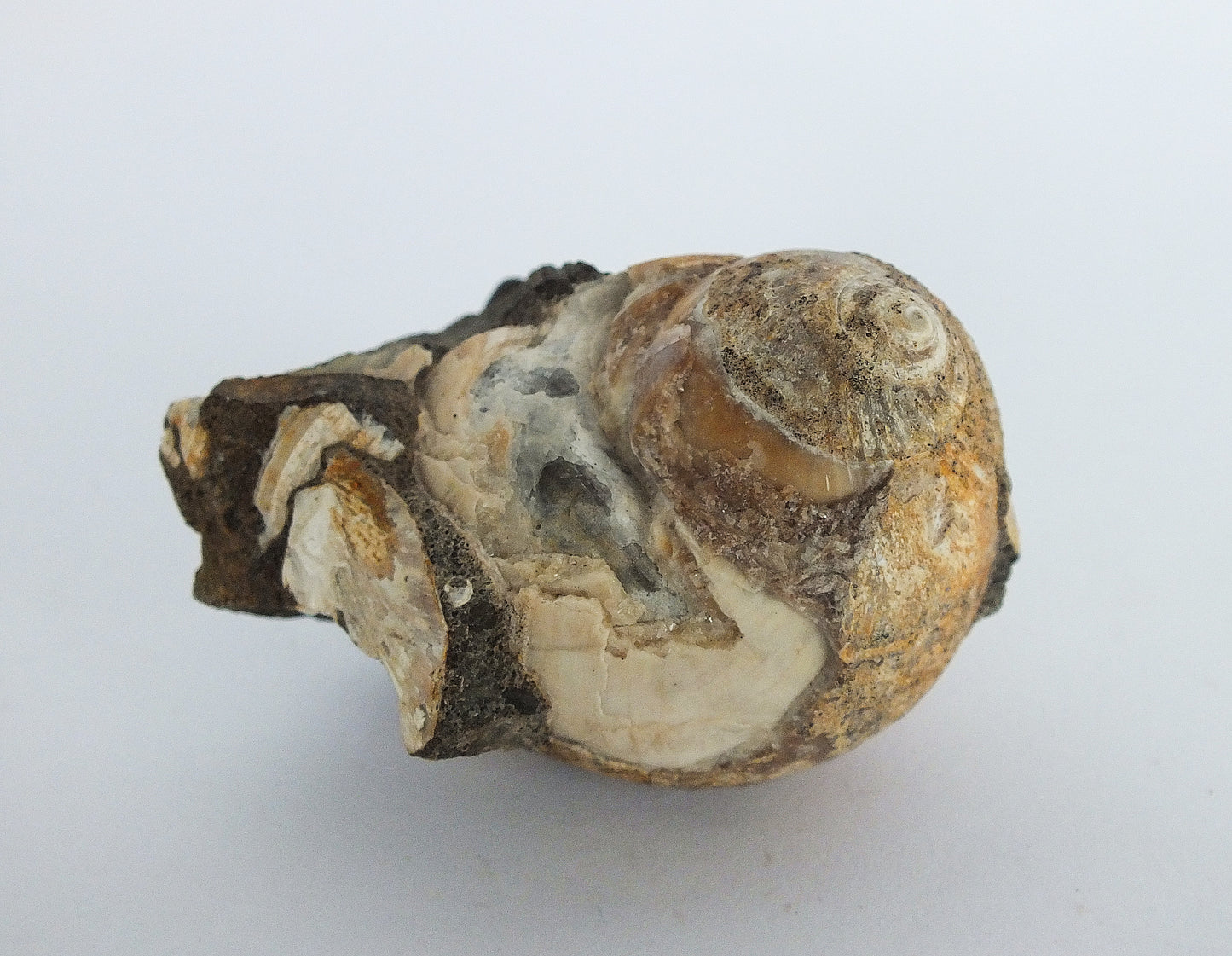 1.5" Snail Shell Fossil