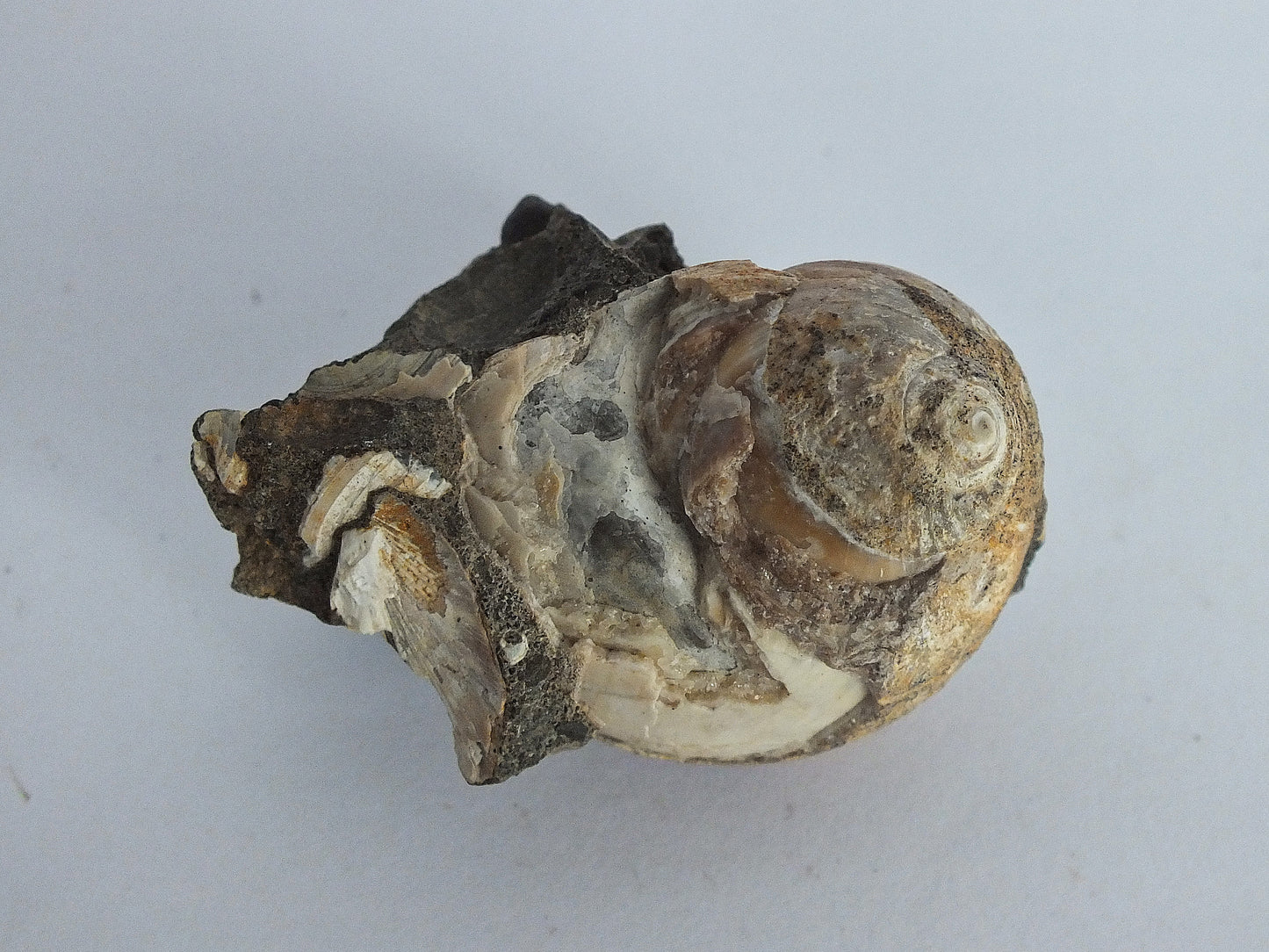 1.5" Snail Shell Fossil