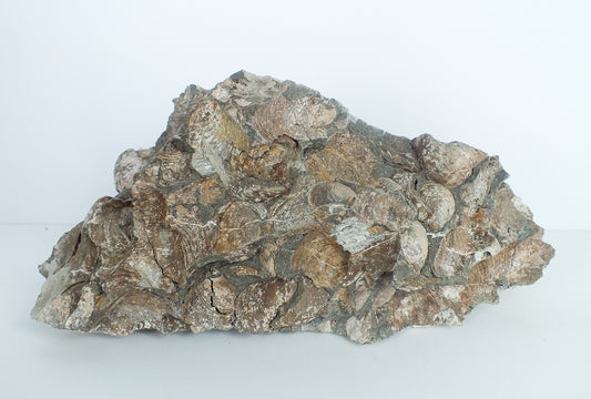 Large Bucchia Bivalve Cluster