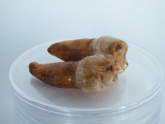 Top Grade Cave Bear Molar