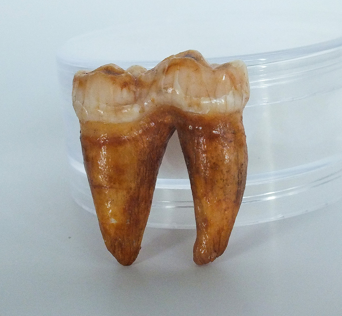 Top Grade Cave Bear Molar