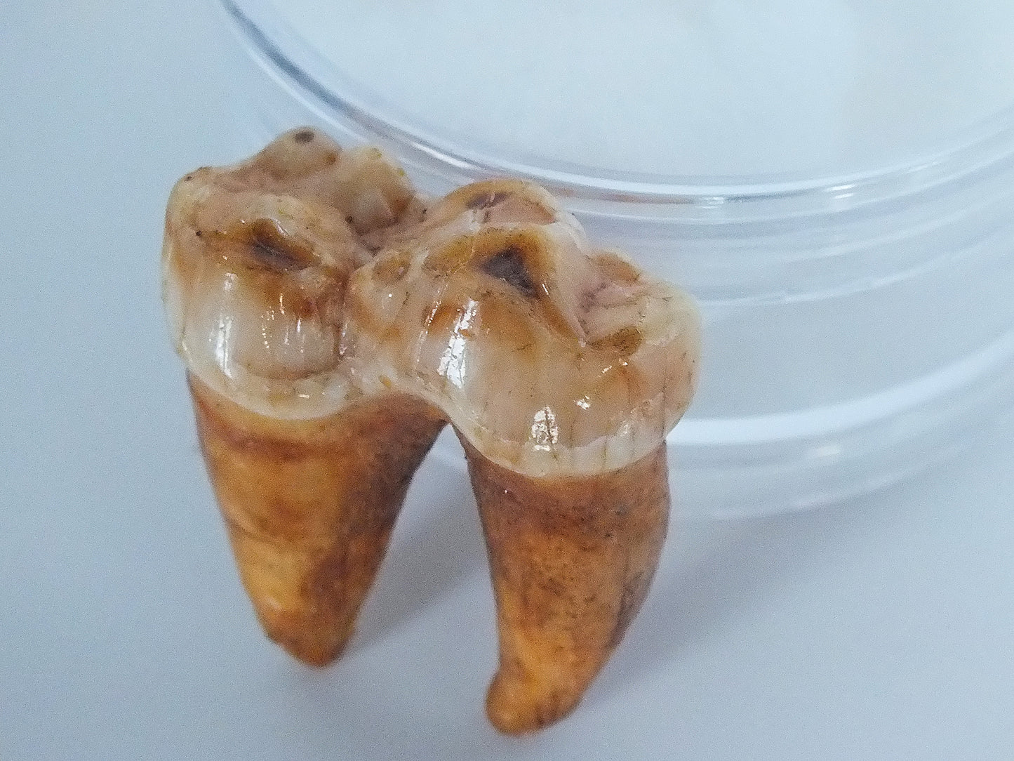 Top Grade Cave Bear Molar