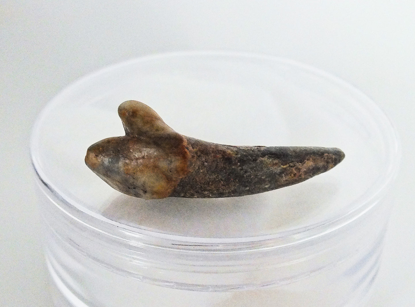 Cave Bear Incisor Fossil