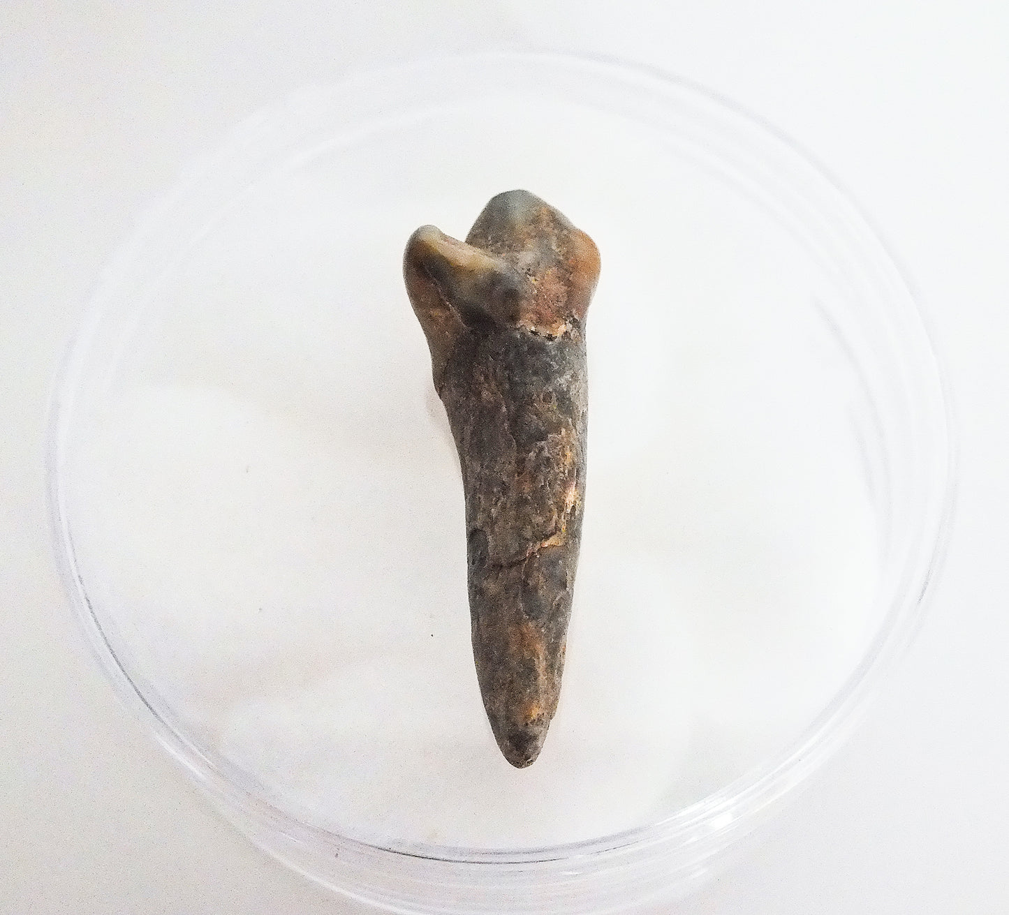 Cave Bear Incisor Fossil