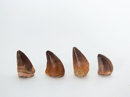 Small Mosasaur Tooth