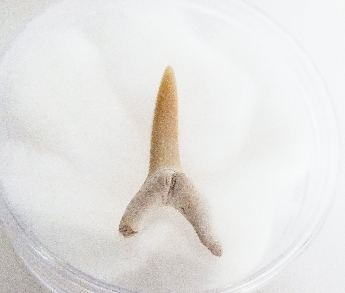 3.7cm Sand Shark Tooth Fossil