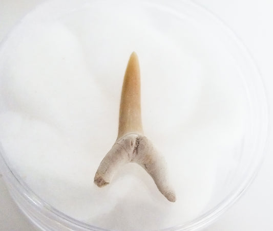 3.7cm Sand Shark Tooth Fossil