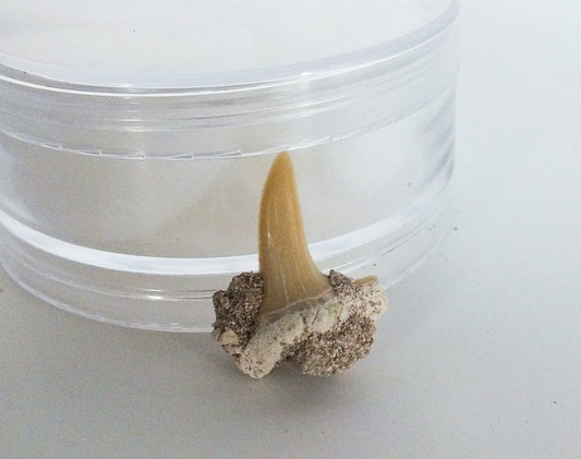 2.5cm Sand Shark Tooth Fossil