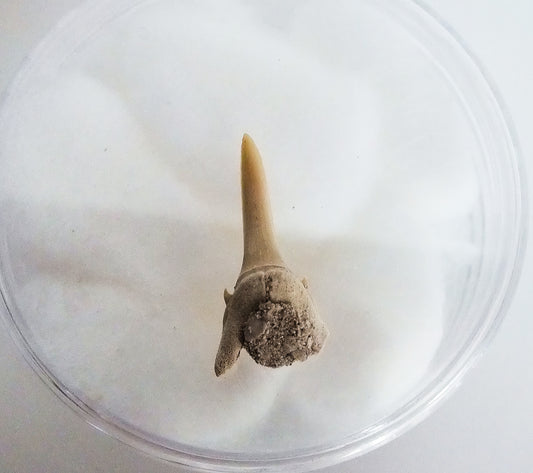 2.9cm Sand Shark Tooth Fossil