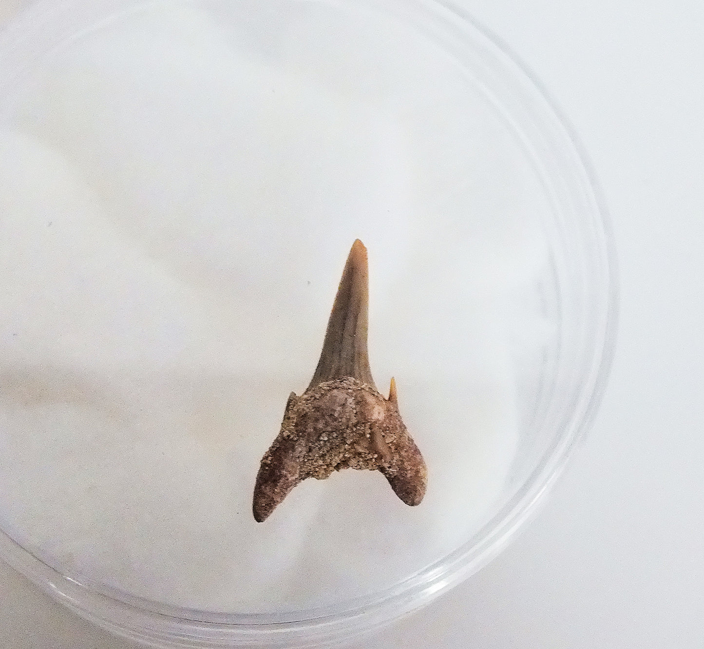 1.5cm Sand Shark Tooth Fossil