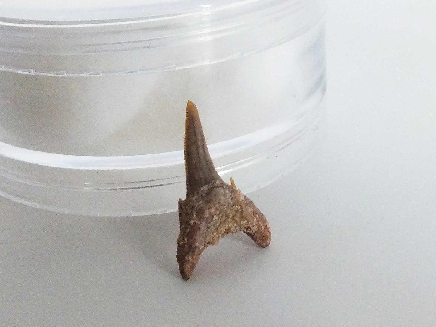 1.5cm Sand Shark Tooth Fossil