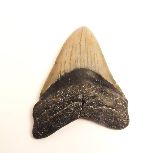 4.14" Megalodon Tooth