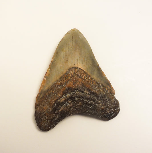 3.40" Megalodon Tooth