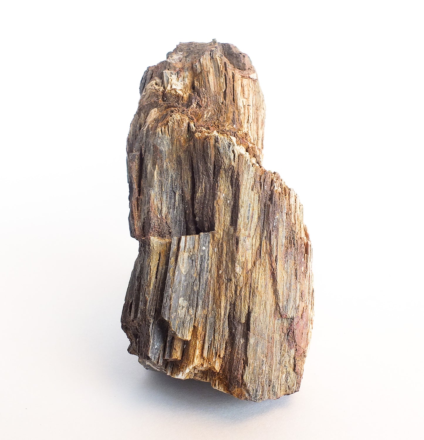 Arizona Petrified Wood