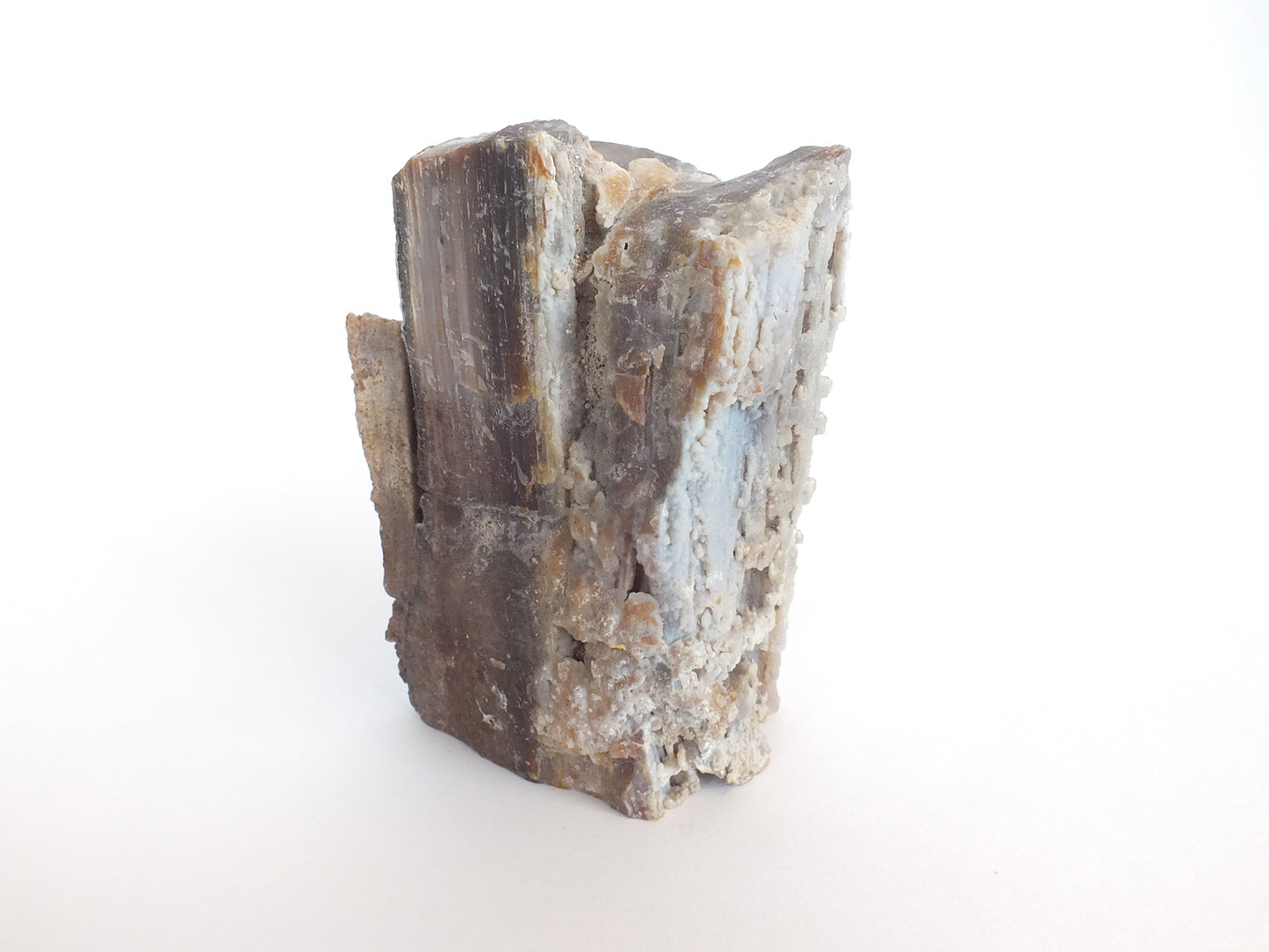 Agatized Petrified Wood