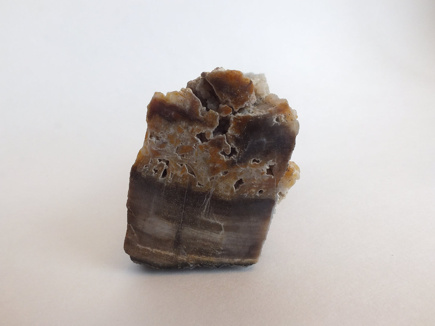 Agatized Petrified Wood