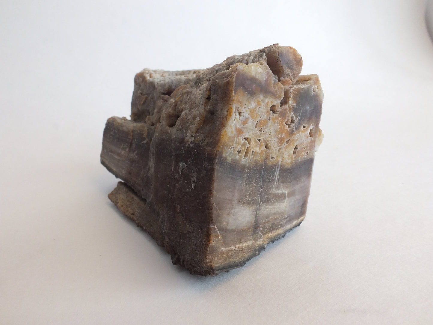 Agatized Petrified Wood