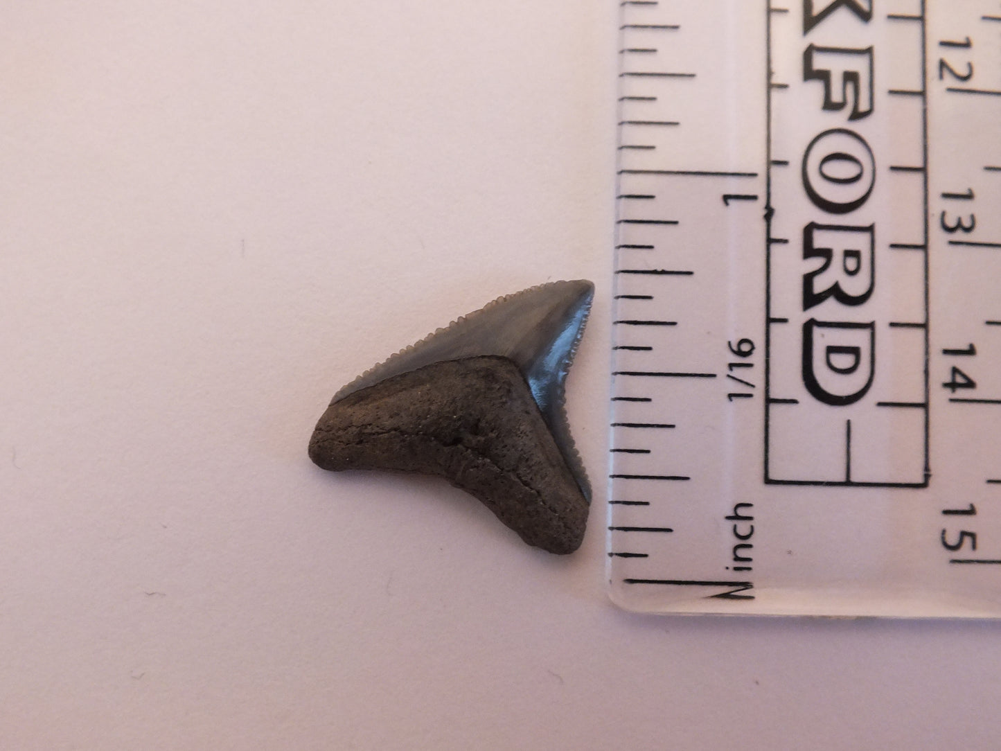 0.75" Bull Shark Tooth Fossil