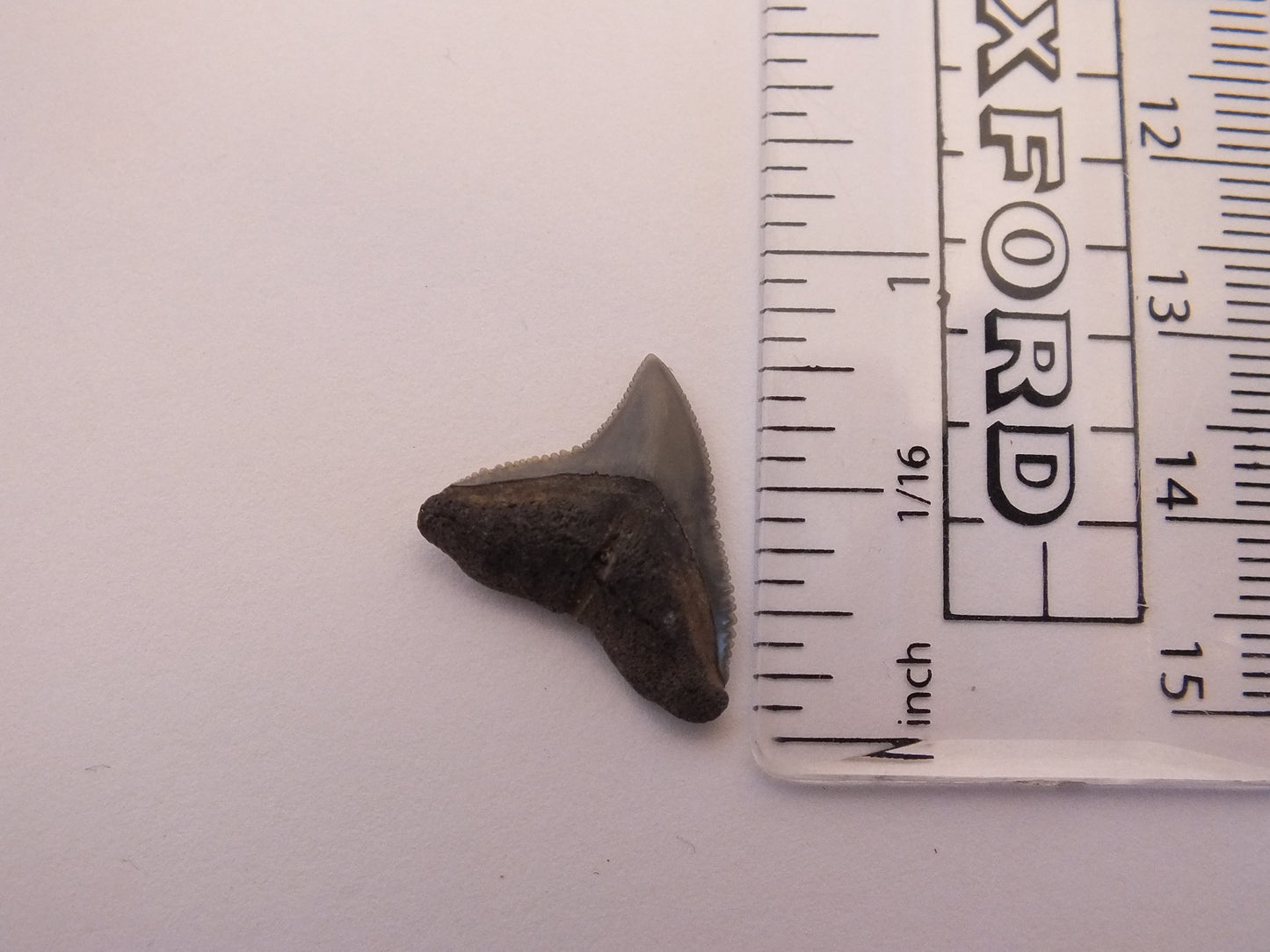 0.75" Bull Shark Tooth Fossil (Peace River)